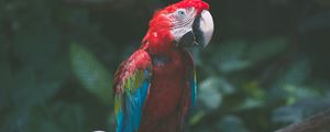 Preview wallpaper parrot, macaw, bird, colorful