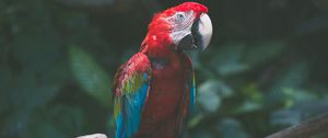 Preview wallpaper parrot, macaw, bird, colorful