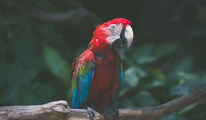 Preview wallpaper parrot, macaw, bird, colorful