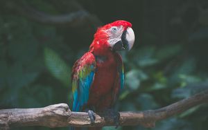 Preview wallpaper parrot, macaw, bird, colorful
