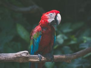 Preview wallpaper parrot, macaw, bird, colorful