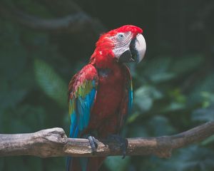 Preview wallpaper parrot, macaw, bird, colorful