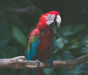 Preview wallpaper parrot, macaw, bird, colorful