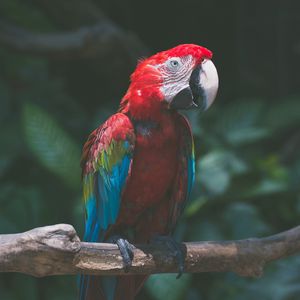 Preview wallpaper parrot, macaw, bird, colorful