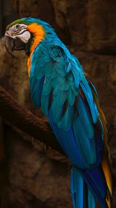 Preview wallpaper parrot, macaw, bird, blue