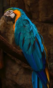 Preview wallpaper parrot, macaw, bird, blue