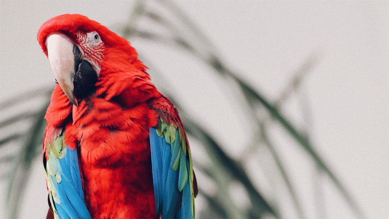 Wallpaper parrot, macaw, bird, tropical