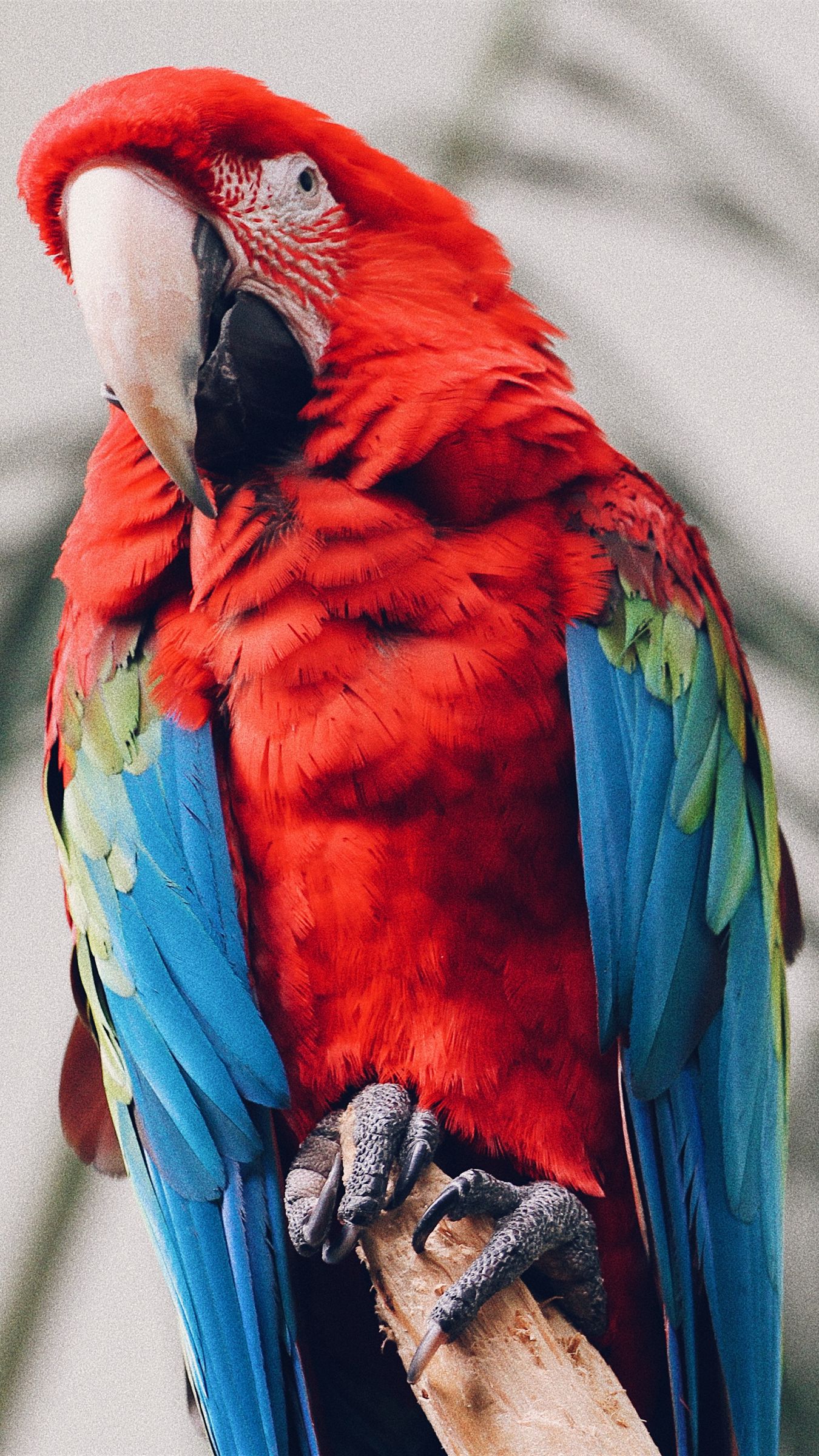 Macaw Parrot Wallpaper 67 images