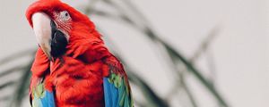 Preview wallpaper parrot, macaw, bird, tropical