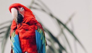 Preview wallpaper parrot, macaw, bird, tropical