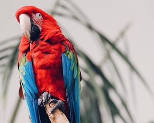 Preview wallpaper parrot, macaw, bird, tropical