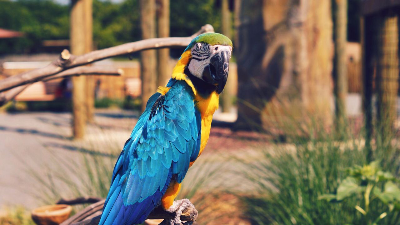 Wallpaper parrot, macaw, bird, color