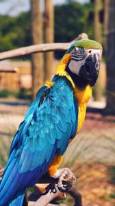 Preview wallpaper parrot, macaw, bird, color