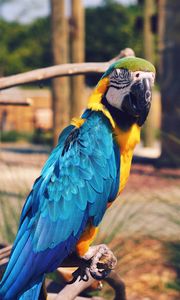 Preview wallpaper parrot, macaw, bird, color