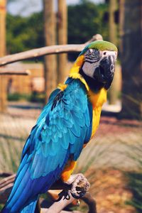 Preview wallpaper parrot, macaw, bird, color