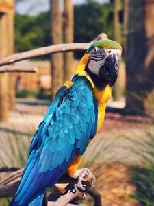 Preview wallpaper parrot, macaw, bird, color