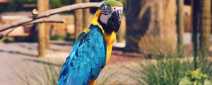 Preview wallpaper parrot, macaw, bird, color