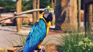 Preview wallpaper parrot, macaw, bird, color