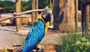 Preview wallpaper parrot, macaw, bird, color