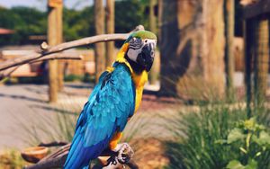 Preview wallpaper parrot, macaw, bird, color