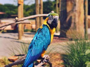 Preview wallpaper parrot, macaw, bird, color