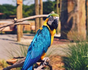 Preview wallpaper parrot, macaw, bird, color