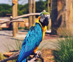 Preview wallpaper parrot, macaw, bird, color