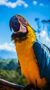 Preview wallpaper parrot, macaw, bird, color, beak