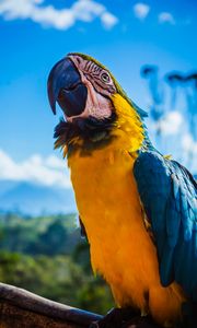Preview wallpaper parrot, macaw, bird, color, beak