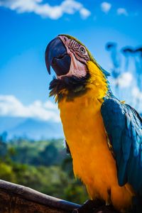 Preview wallpaper parrot, macaw, bird, color, beak