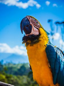 Preview wallpaper parrot, macaw, bird, color, beak