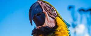 Preview wallpaper parrot, macaw, bird, color, beak