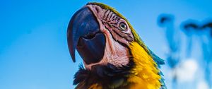 Preview wallpaper parrot, macaw, bird, color, beak