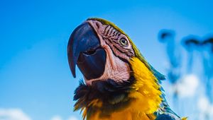 Preview wallpaper parrot, macaw, bird, color, beak