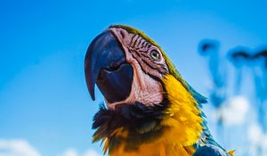 Preview wallpaper parrot, macaw, bird, color, beak