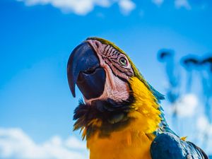 Preview wallpaper parrot, macaw, bird, color, beak