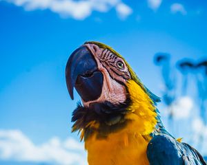 Preview wallpaper parrot, macaw, bird, color, beak