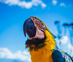 Preview wallpaper parrot, macaw, bird, color, beak