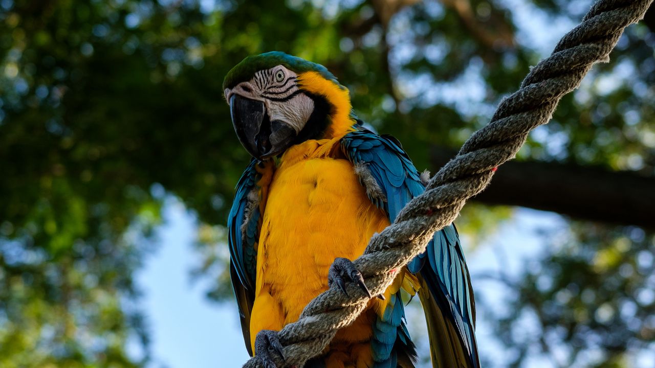 Wallpaper parrot, macaw, bird, rope, sits