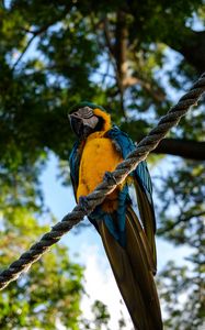 Preview wallpaper parrot, macaw, bird, rope, sits