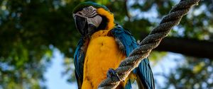 Preview wallpaper parrot, macaw, bird, rope, sits