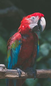 Preview wallpaper parrot, macaw, bird, branch, red