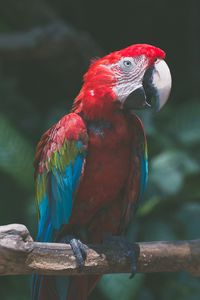 Preview wallpaper parrot, macaw, bird, branch, red