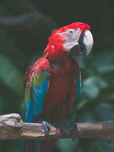 Preview wallpaper parrot, macaw, bird, branch, red