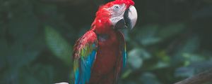 Preview wallpaper parrot, macaw, bird, branch, red