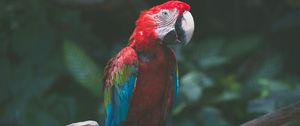 Preview wallpaper parrot, macaw, bird, branch, red