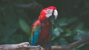 Preview wallpaper parrot, macaw, bird, branch, red