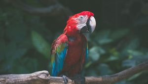 Preview wallpaper parrot, macaw, bird, branch, red