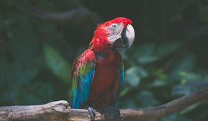 Preview wallpaper parrot, macaw, bird, branch, red