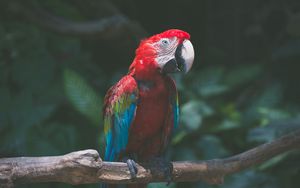 Preview wallpaper parrot, macaw, bird, branch, red